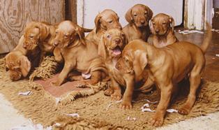 Extension to the puppies freedom