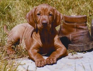 Smith's Russetmantle Caillie (Dollar)