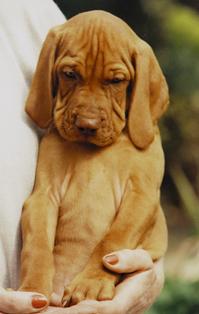 Puppy deep in thought