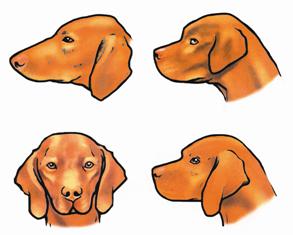 Hungarian Vizsla Heads