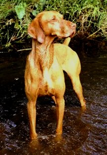 Hungarian Vizsla standing in water