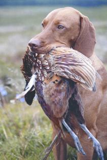 Vizsla with game